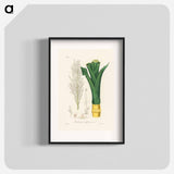 アートポスター-Sugarcane
 - 薬用植物学 Poster.
