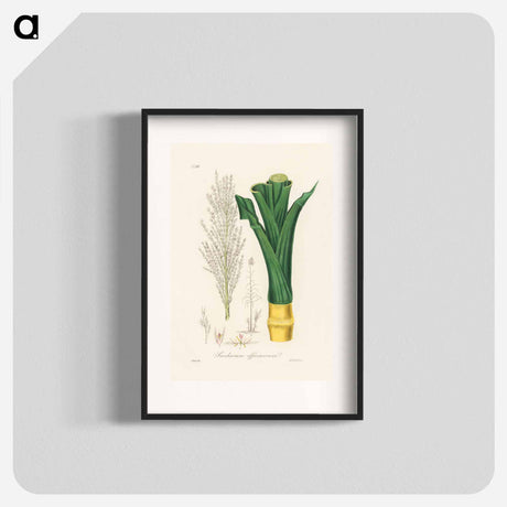 アートポスター-Sugarcane
 - 薬用植物学 Poster.