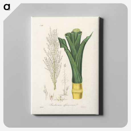 2-30_Medical-Botany_canvas