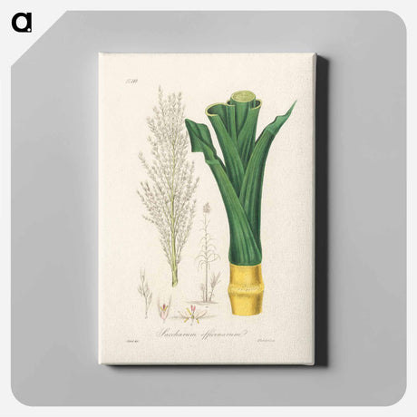 アートパネル-Sugarcane
 - 薬用植物学 Canvas.