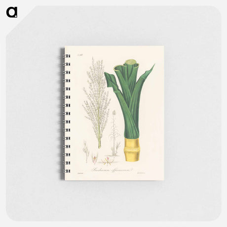 アートメモ帳-Sugarcane
 - 薬用植物学 Memo.