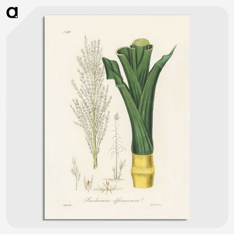 2-30_Medical-Botany_picture-crop