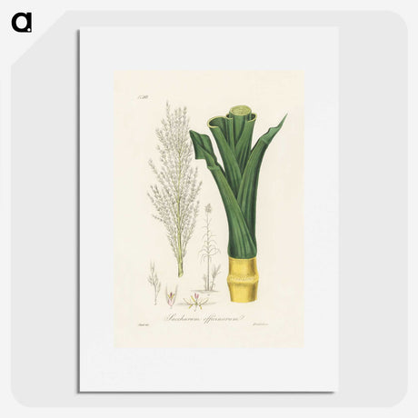 2-30_Medical-Botany_picture