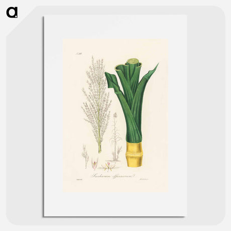 アートポスター-Sugarcane
 - 薬用植物学 Poster.