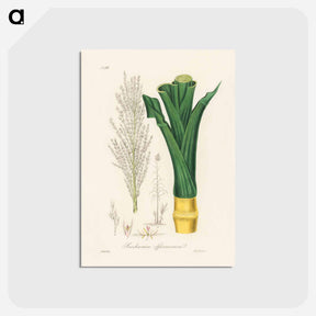 アートポストカード-Sugarcane
 - 薬用植物学 Postcard.