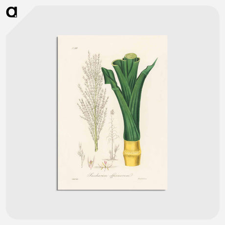 アートポストカード-Sugarcane
 - 薬用植物学 Postcard.