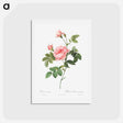 アートポストカード-Boursault Rose - ピエール ジョゼフ ルドゥーテ Postcard.