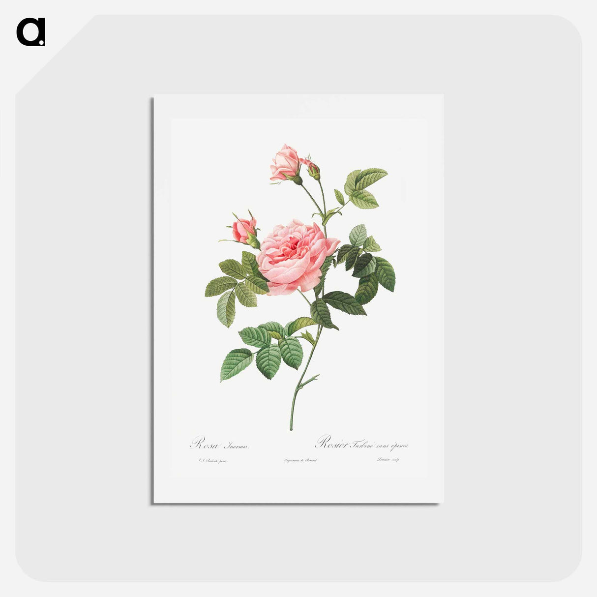 アートポストカード-Boursault Rose - ピエール ジョゼフ ルドゥーテ Postcard.