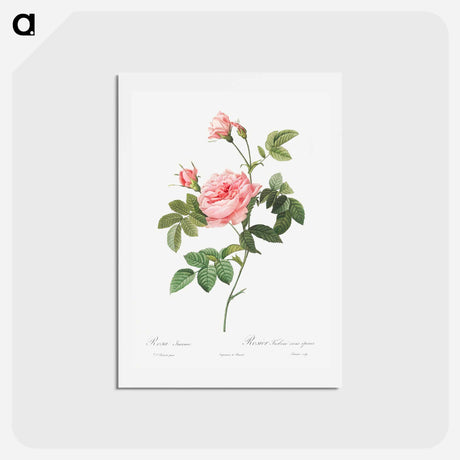 アートポストカード-Boursault Rose - ピエール ジョゼフ ルドゥーテ Postcard.