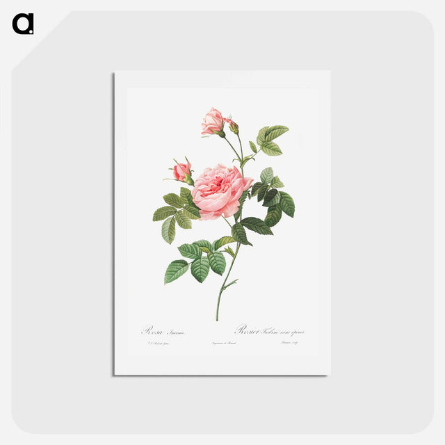 アートポストカード-Boursault Rose - ピエール ジョゼフ ルドゥーテ Postcard.