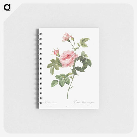 2-30_Pierre-Joseph-Redoute_memo