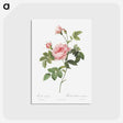 2-30_Pierre-Joseph-Redoute_postcard