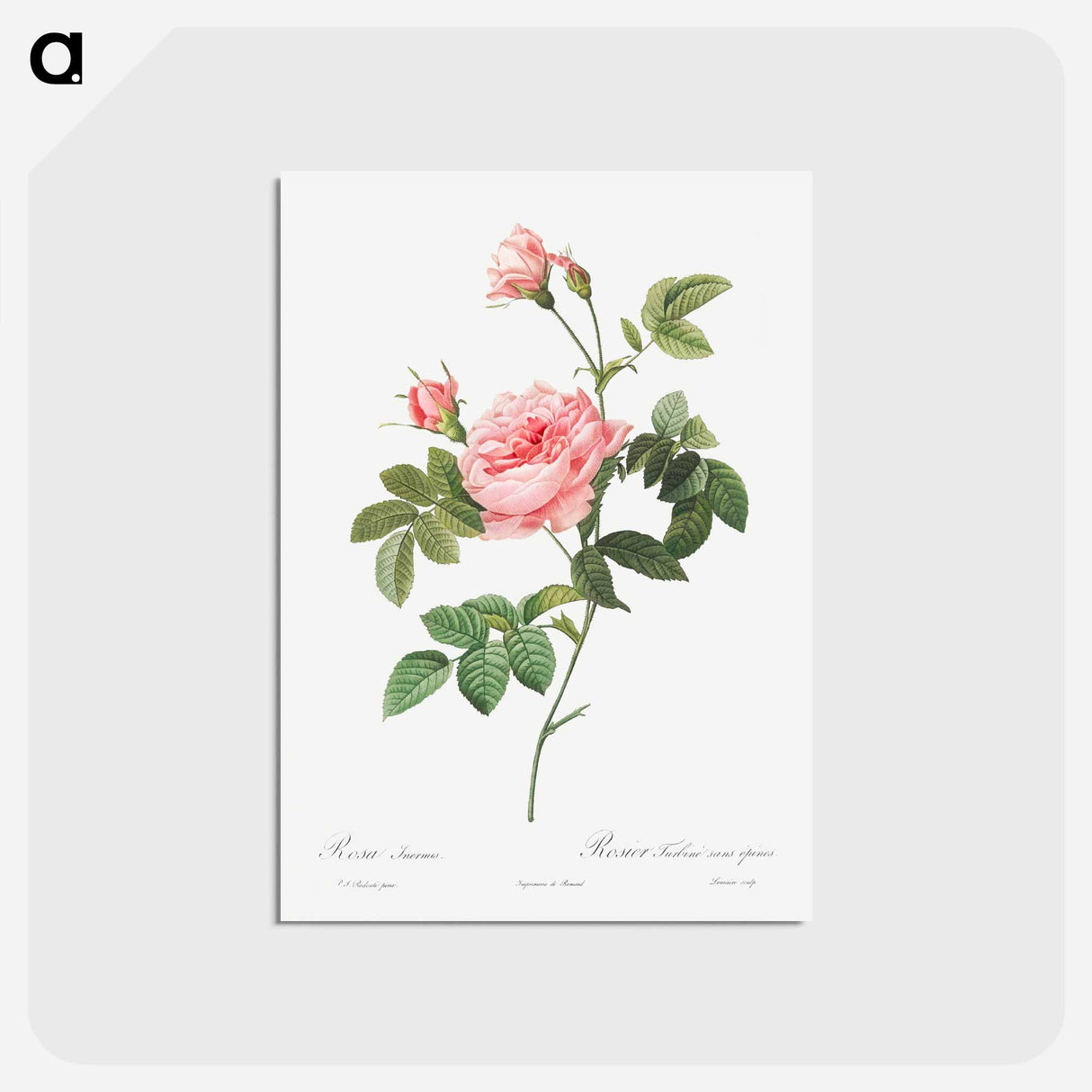 アートポストカード-Boursault Rose - ピエール ジョゼフ ルドゥーテ Postcard.