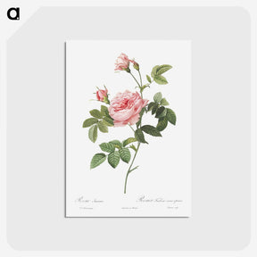 2-30_Pierre-Joseph-Redoute_postcard