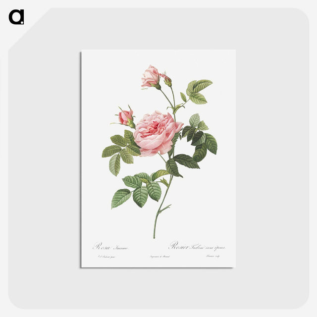 2-30_Pierre-Joseph-Redoute_postcard