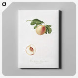 2-30_Pomona-Italiana_canvas
