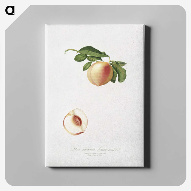 2-30_Pomona-Italiana_canvas