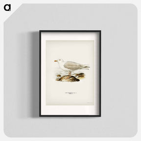 アートポスター-Glaucous Gull
 - スヴェンスカ フォグラル Poster.