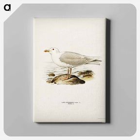 アートパネル-Glaucous Gull
 - スヴェンスカ フォグラル Canvas.