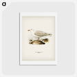 アートポストカード-Glaucous Gull
 - スヴェンスカ フォグラル Postcard.