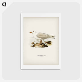 アートポストカード-Glaucous Gull
 - スヴェンスカ フォグラル Postcard.