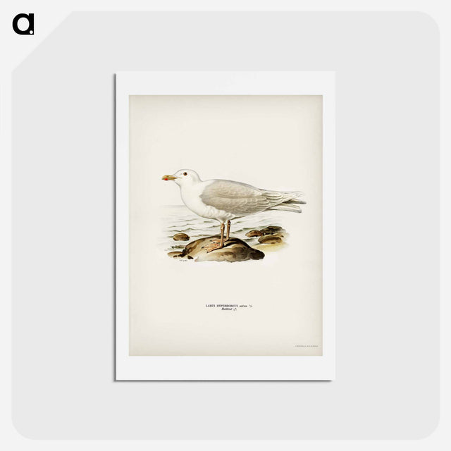 アートポストカード-Glaucous Gull
 - スヴェンスカ フォグラル Postcard.