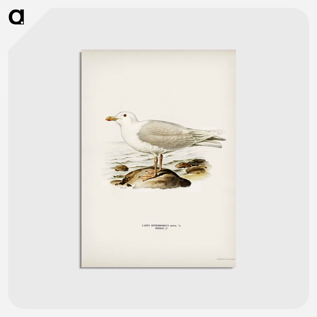 アートポストカード-Glaucous Gull
 - スヴェンスカ フォグラル Postcard.