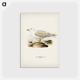 アートポストカード-Glaucous Gull
 - スヴェンスカ フォグラル Postcard.
