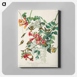 アートパネル-Ruby-throated Humming Bird from Birds of America
 - アメリカの鳥たち Canvas.