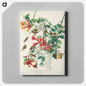 アートパネル-Ruby-throated Humming Bird from Birds of America
 - アメリカの鳥たち Canvas.