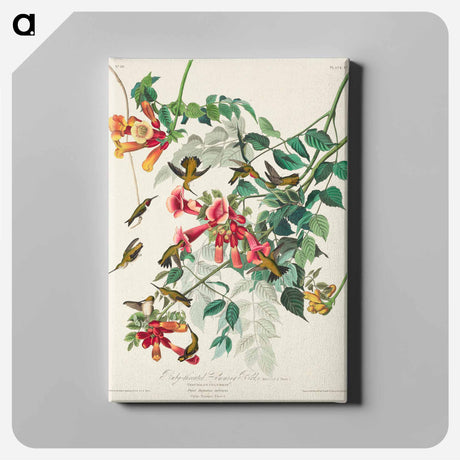アートパネル-Ruby-throated Humming Bird from Birds of America
 - アメリカの鳥たち Canvas.