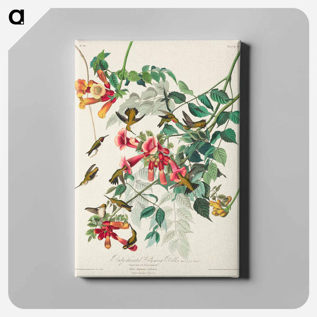 アートパネル-Ruby-throated Humming Bird from Birds of America
 - アメリカの鳥たち Canvas.