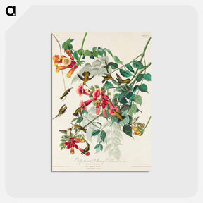 アートポストカード-Ruby-throated Humming Bird from Birds of America
 - アメリカの鳥たち Postcard.