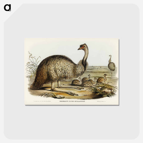 アートポストカード-The Emu
 - オーストラリアの鳥 Postcard.