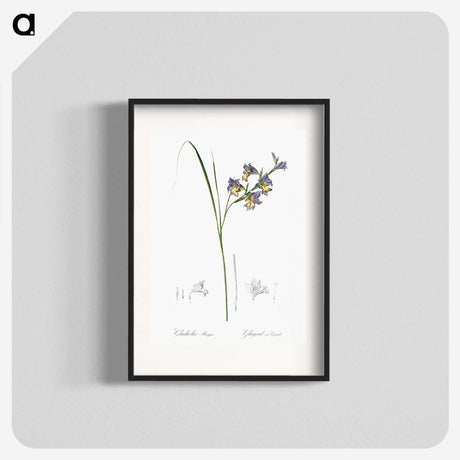 2-30_The-Lilies_blk