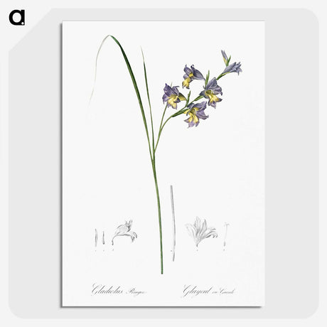 2-30_The-Lilies_picture-crop