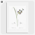 2-30_The-Lilies_picture