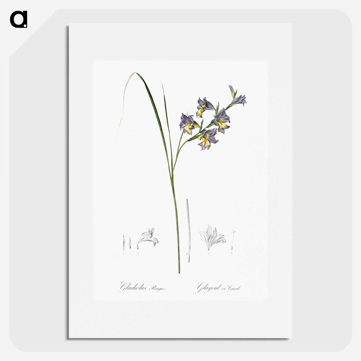 2-30_The-Lilies_picture