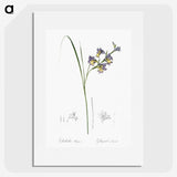 2-30_The-Lilies_picture