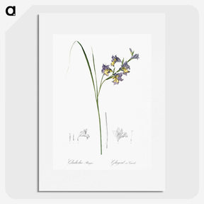 2-30_The-Lilies_picture