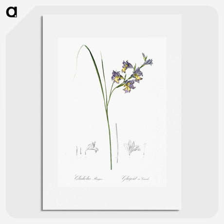 2-30_The-Lilies_picture