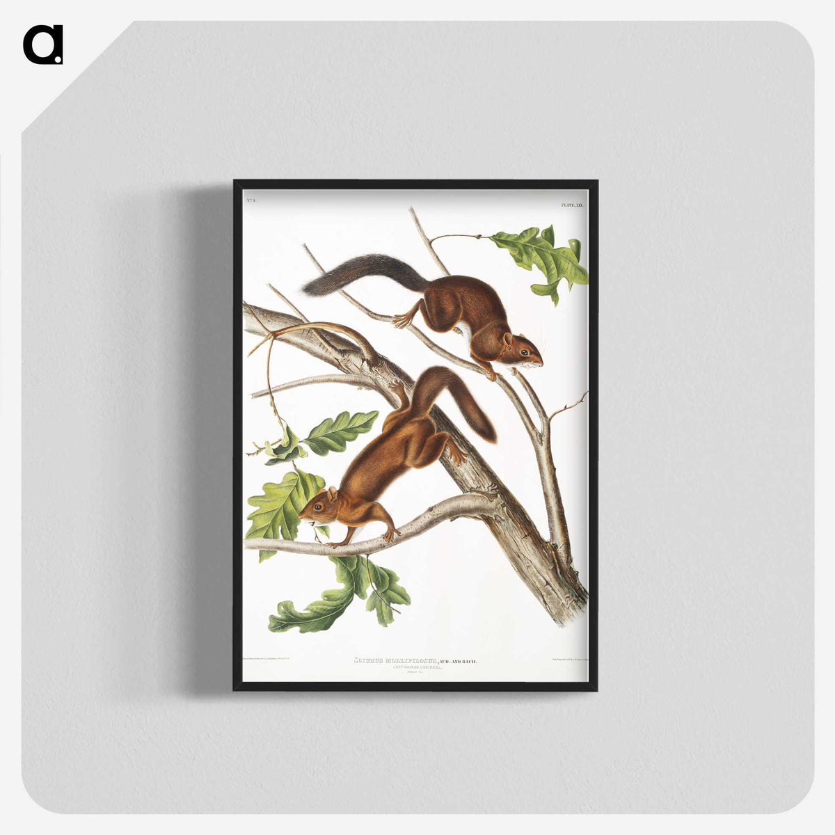 2-30_The-Viviparous-Quadrupeds_blk-crop