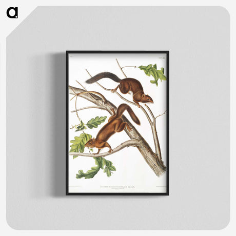 2-30_The-Viviparous-Quadrupeds_blk-crop