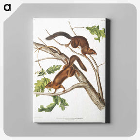 2-30_The-Viviparous-Quadrupeds_canvas