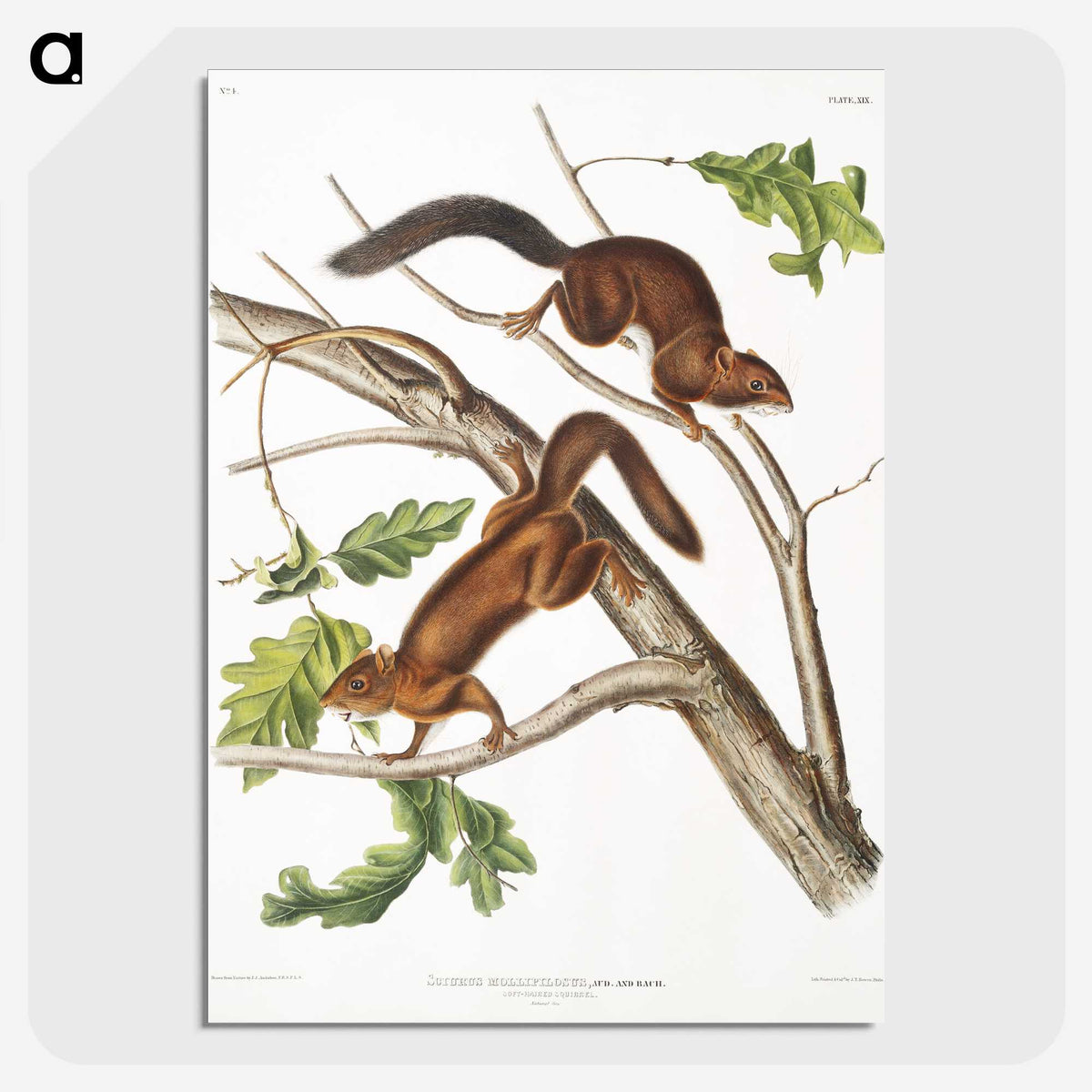 2-30_The-Viviparous-Quadrupeds_picture-crop