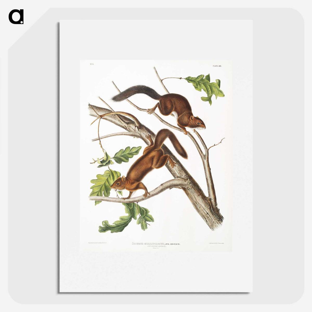 2-30_The-Viviparous-Quadrupeds_picture