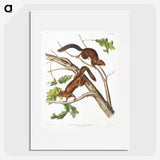 2-30_The-Viviparous-Quadrupeds_picture