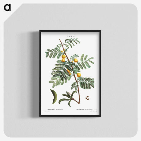 2-30_Treatise-on-Trees-and-Shrubs_blk-crop