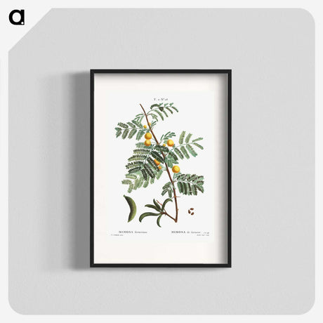 2-30_Treatise-on-Trees-and-Shrubs_blk