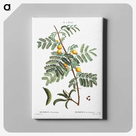 2-30_Treatise-on-Trees-and-Shrubs_canvas